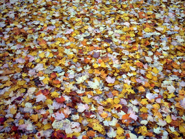 2004 - Part 5 - South from Newfoundland - 03 Fall leaves in Maitland NS