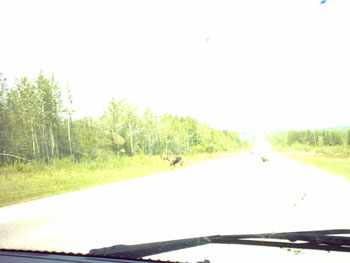 2005 - Part 1 - The Road to Alaska - 24 Bad image of a moose Alberta