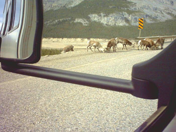 2005 - Part 1 - The Road to Alaska - 26 Dahl Sheep on ALCAN in BC