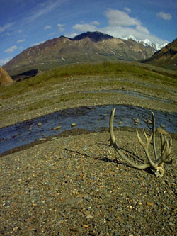 2005 - Part 2 - Alaska Phase I - 17 warped caribou antlers Denali AK