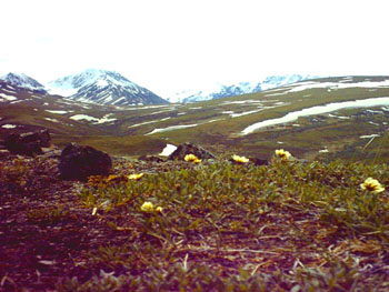 2005 - Part 2 - Alaska Phase I - 31 flower on mountain 02 Denali AK
