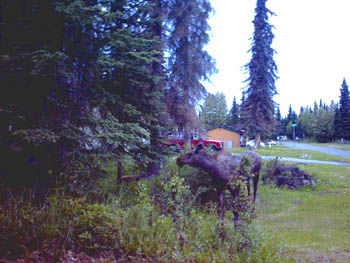 2005 - Part 3 - Alaska Phase II - 07 Moose in Soldatna AK 02