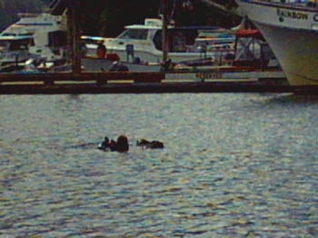 2005 - Part 3 - Alaska Phase II - 18 Otters in Seldovia AK Harbor