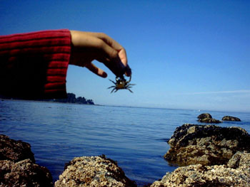 2005 - Part 3 - Alaska Phase II - 33 Outside Beach crab Seldovia AK
