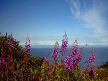 2005 - Part 3 - Alaska Phase II - 41 Fireweed and Cook Inlet