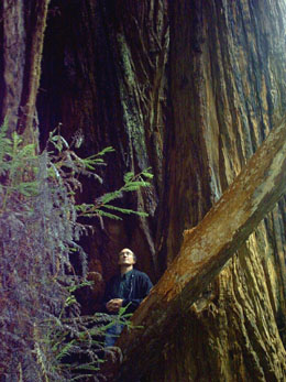 2005 - Part 4 - Back in the Lower 48 - 14 Paul in the CA redwoods