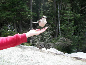 2006 - Part 2 - The Road Back to Alaska - 10 - A bird on Robyn Hand BC