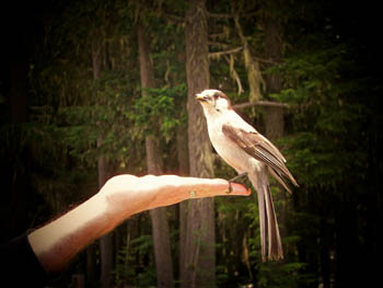 2006 - Part 2 - The Road Back to Alaska - 11 - A bird on Robyn Hand 2 BC