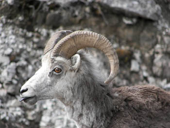 2006 - Part 2 - The Road Back to Alaska - 16 - Dahl Sheep closeup Yukon