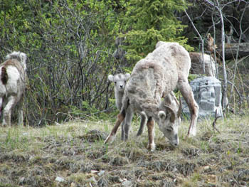 2006 - Part 2 - The Road Back to Alaska - 18 - Baby Dahl Sheep Yukon Territory