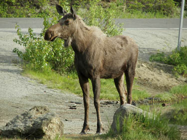 2006 - Part 3 - Alaska Phase III - 05 - Momma Moose in Long Lake campground AK