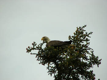 2006 - Part 3 - Alaska Phase III - 11 - Eagle in Seldovia AK