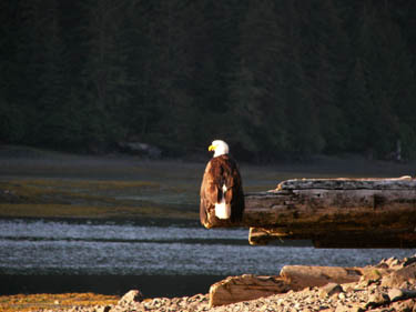 2006 - Part 3 - Alaska Phase III - 20 - Eagle at Outside Beach Seldovia AK