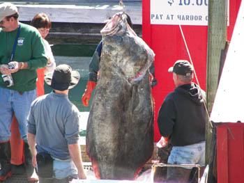 2006 - Part 3 - Alaska Phase III - 31 - Seldovia AK halibut in harbor